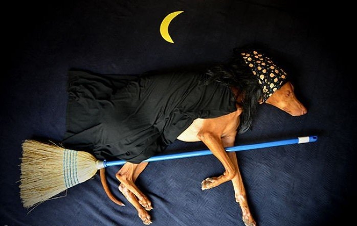Веселые приключение пса Руфуса во время сна
