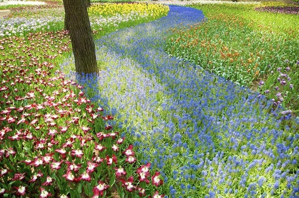 Рассветная страна цветов Hitachi Seaside Park