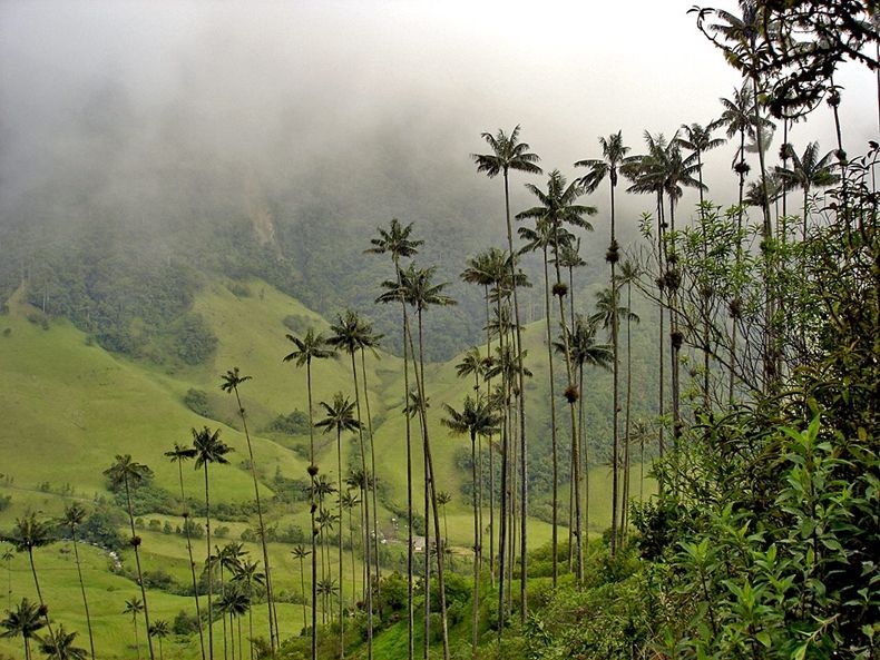 Долина самых высоких пальм - «Долина Кокора» (Valle de Cocora), Колумбия