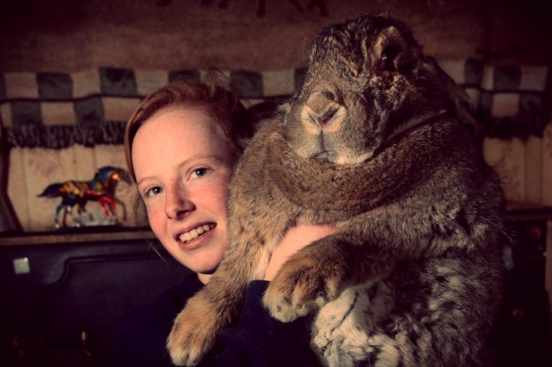 Ральф - самый большой кролик в мире