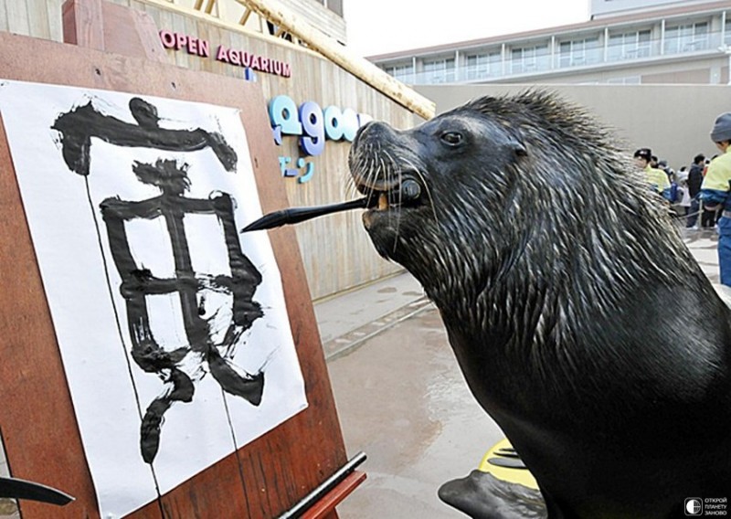 Морской лев Джей занимается каллиграфией