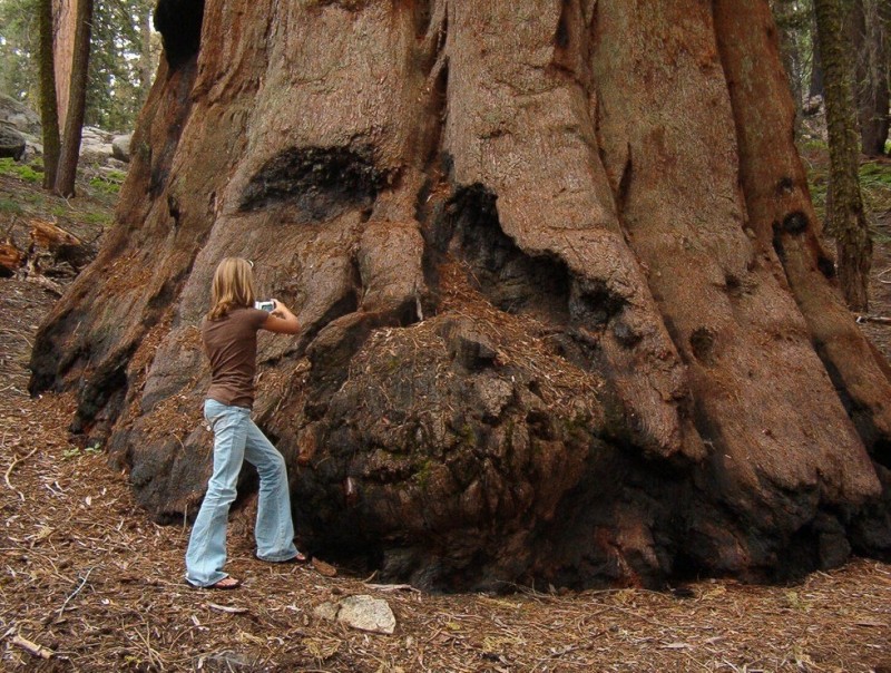 Генерал Шерман: самое большое дерево на планете
