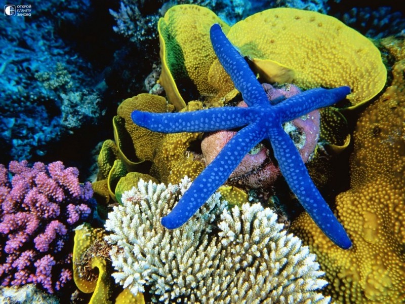 Морские звезды Морские звезды