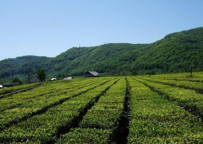 Ленкорань – столица Азербайджанского чайного ремесла 9