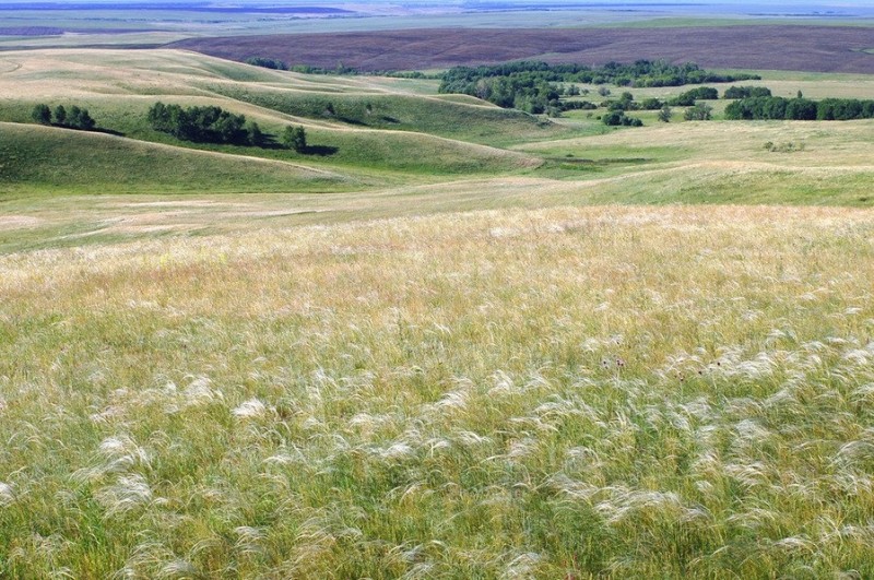 В степях Южного Урала, Россия, Оренбургская область