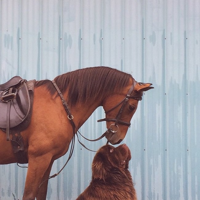 Дружба навек: мальчик, два гигантских пса и лошадь