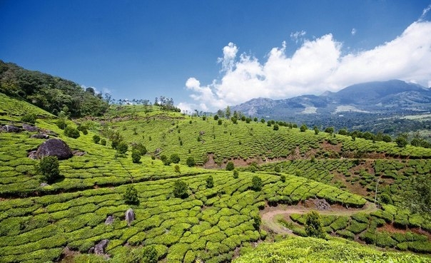 Зеленые ковры чайных плантаций в Индии