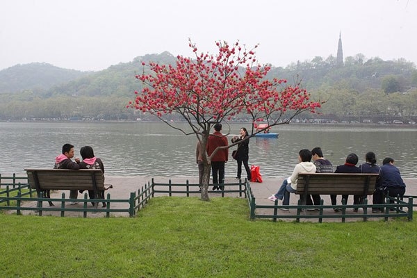 Жизнь дерева возле озера Сиху.