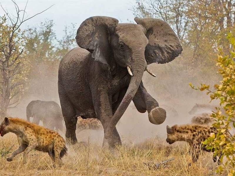 Национальный парк Чобе: живописный оазис Африки (Ботсвана)