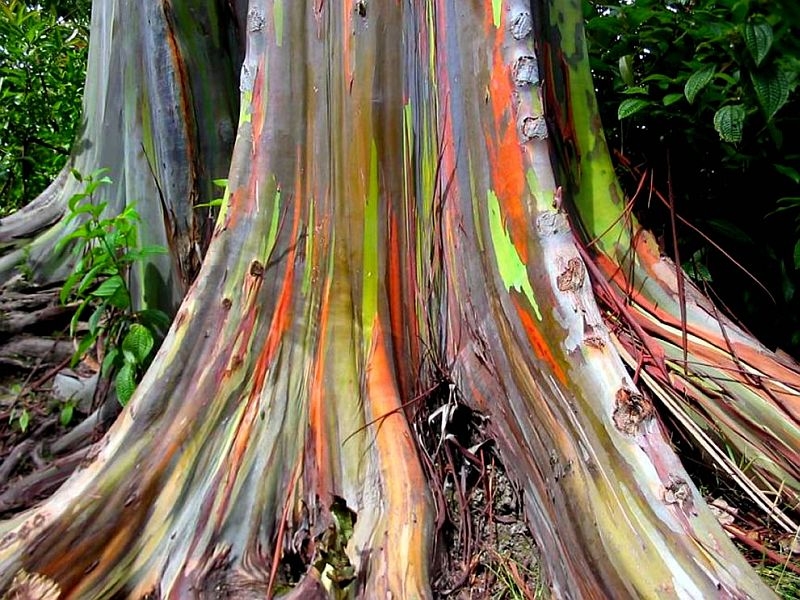 Радужный эвкалипт (Eucalyptus deglupta)