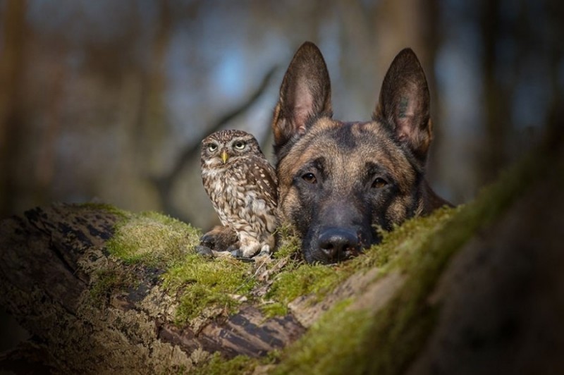 Снимки овчарки Инго и совы Польди от Тани Брандт, профессионального фотографа из Германии