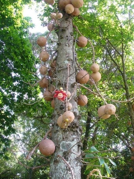 Уникальное дерево, несущее опасность.