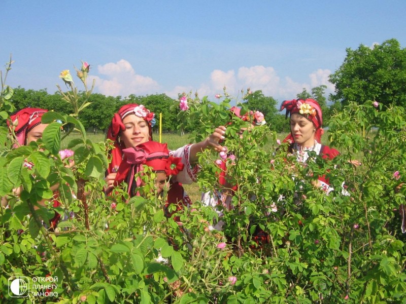 Фестиваль Розы Фестиваль Розы