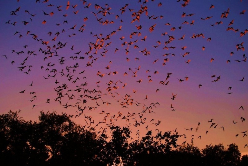 Пещера Bracken Bat Cave: самое большое убежище летучих мышей на планете