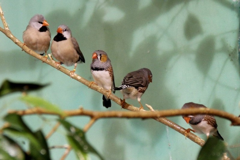 Сад Райских птиц «Миндо» в Санкт-Петербурге