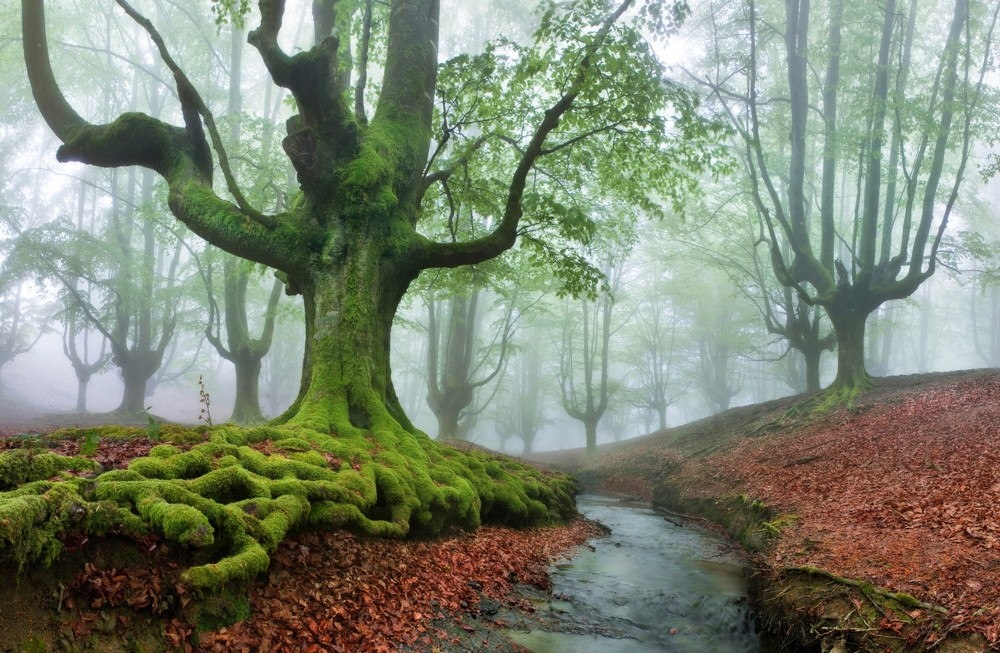Загадочный парк. Лес Горбеа Испания. Парк Горбеа в Испании. Буковый лес в Испании. Парк «мистический лес» Патсаспуйсто.