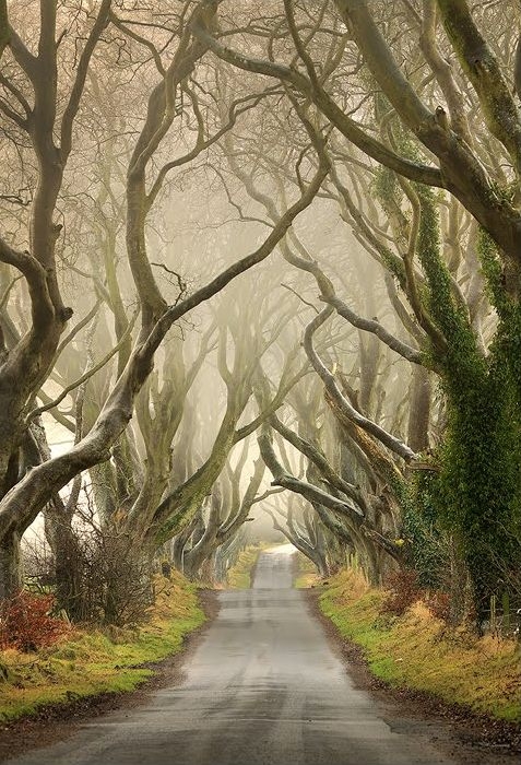 Таинственный лес, или Темная аллея в Ирландии