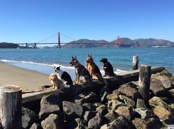 Житель Калифорнии, работающий выгульщиком собак, прославился благодаря фотографиям своих подопечных,