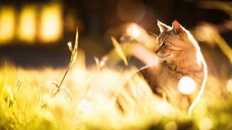 Солнечные котики Солнечные котики