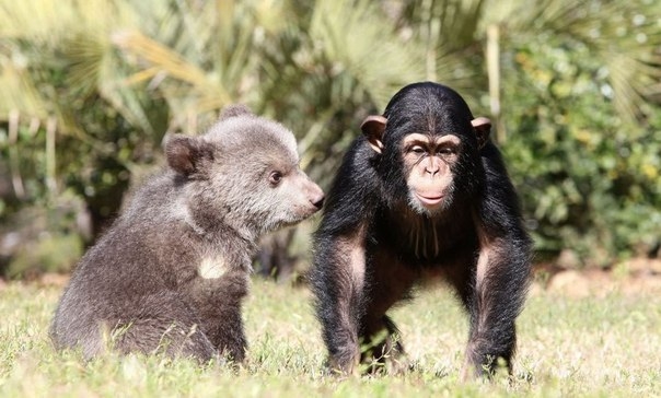 Крепкая дружба медвежонка и шимпанзе в зоопарке Myrtle Beach Safari park