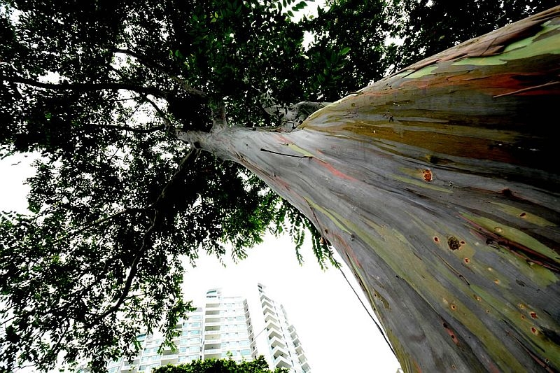 Радужный эвкалипт (Eucalyptus deglupta)