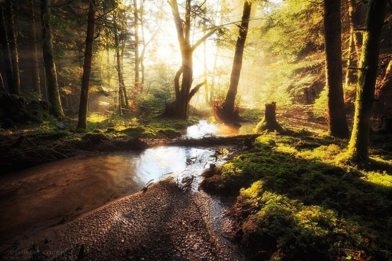 Красота дикого французского леса в фотографиях Florent Courty