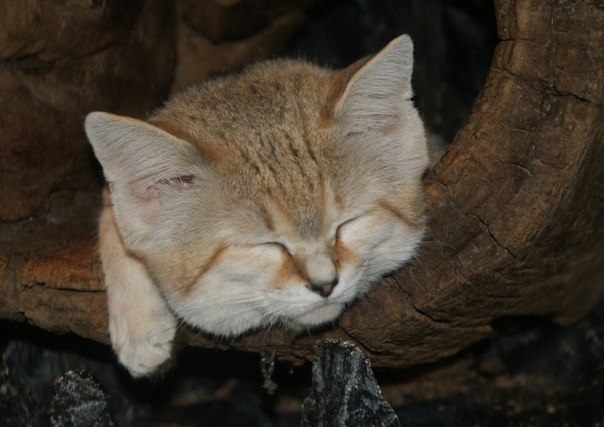 Барханная кошка Барханная кошка