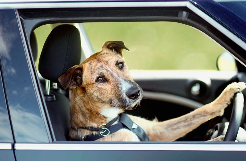 В Окленде собаки водят машины