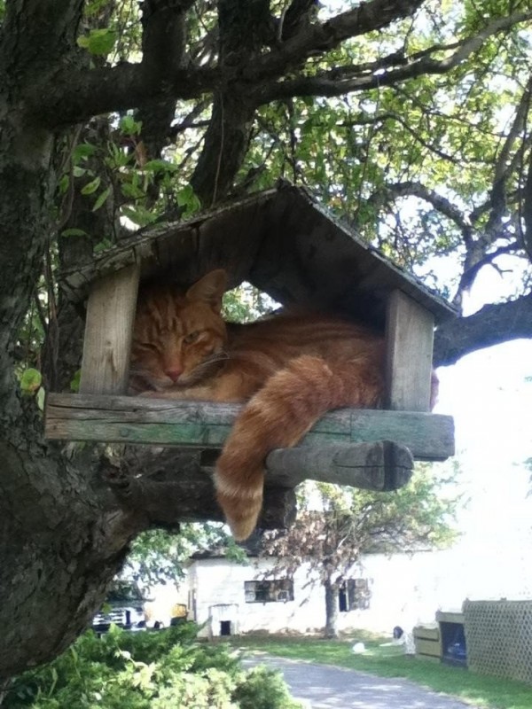 Кошки, которые не умеют играть в прятки Кошки, которые не умеют играть в прятки