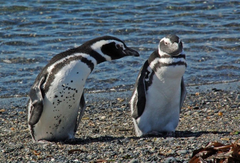 Полуостров Вальдес: рай для животных и морской фауны (Аргентина)