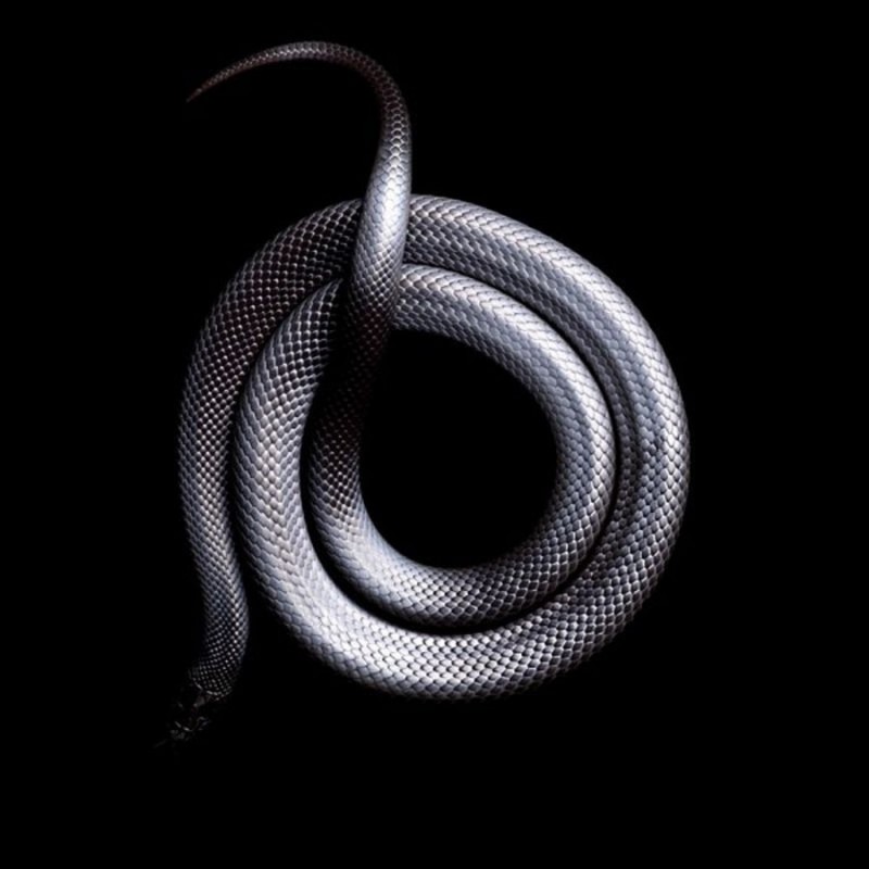Проект Serpentine Марка Лайта Проект Serpentine Марка Лайта