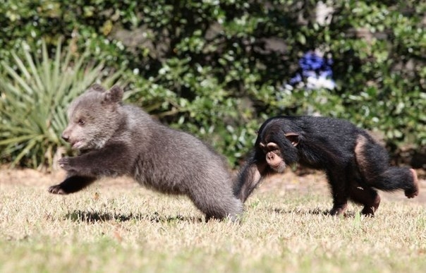 Крепкая дружба медвежонка и шимпанзе в зоопарке Myrtle Beach Safari park