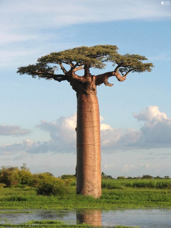 Баобаб - перевернутое дерево