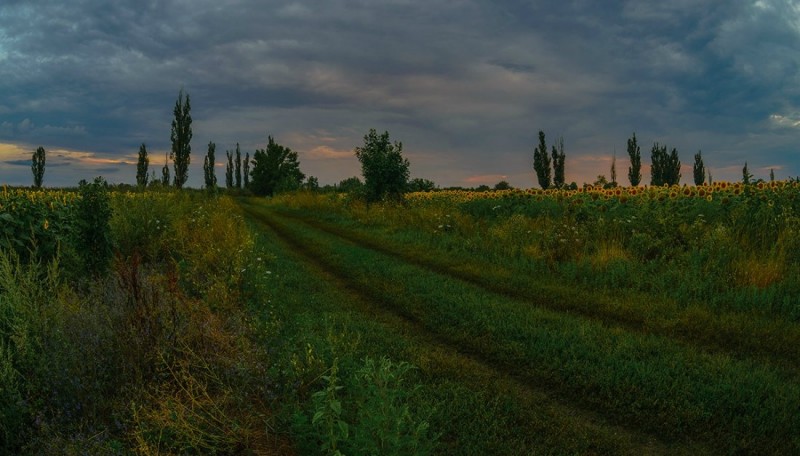 Кубанские поля, Краснодарский край.