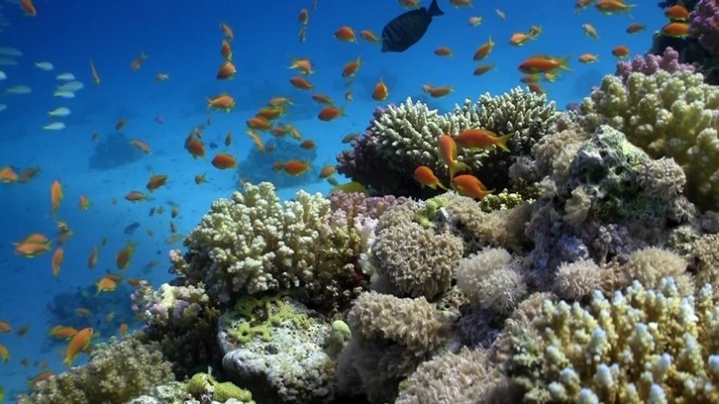 Красное море Красное море