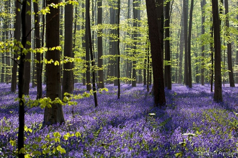 Мистический голубой лес в Бельгии