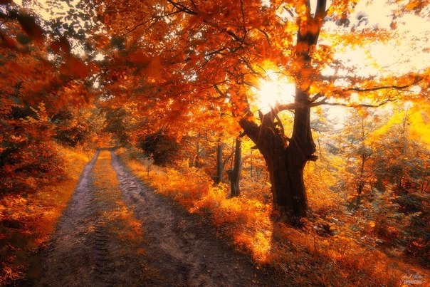 Магия осеннего леса в фотографиях Янека Седлара