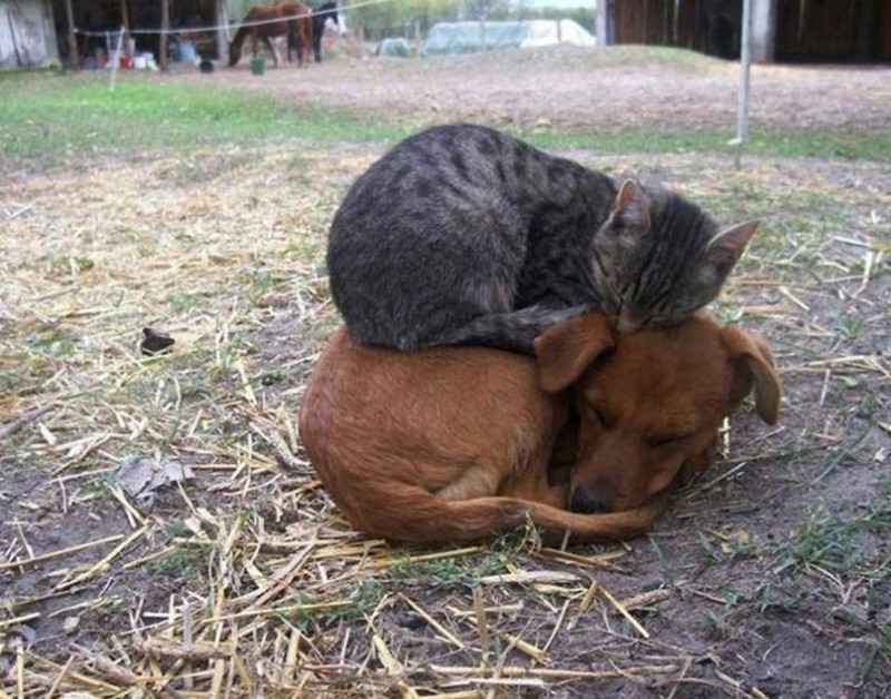 Кошки, которые используют собак, как подушки Кошки, которые используют собак, как подушки