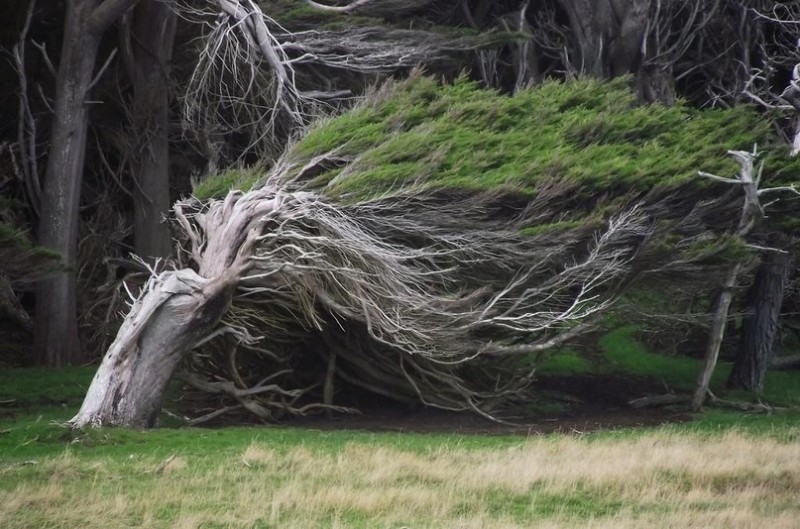 В Новой Зеландии растут деревья самой интересной формы в мире, которые постоянно наклонены из-за сил