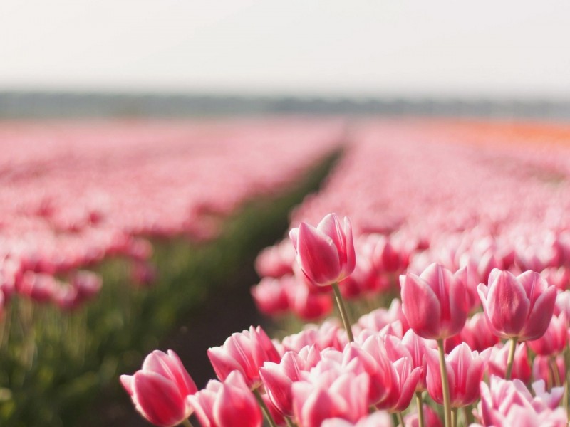 Тюльпаномания и поля тюльпанов в Голландии