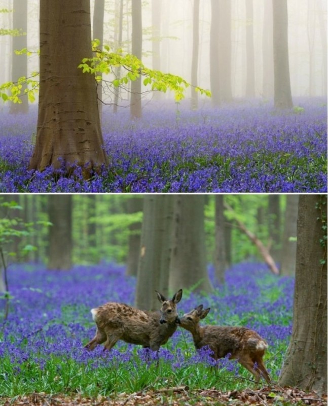 Колокольчиковый лес Hallerbos в Бельгии