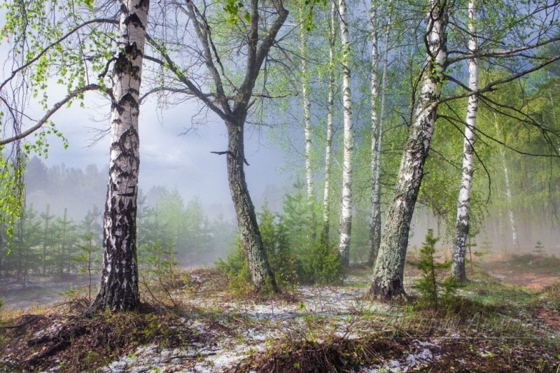 Весенний лес после грозы.