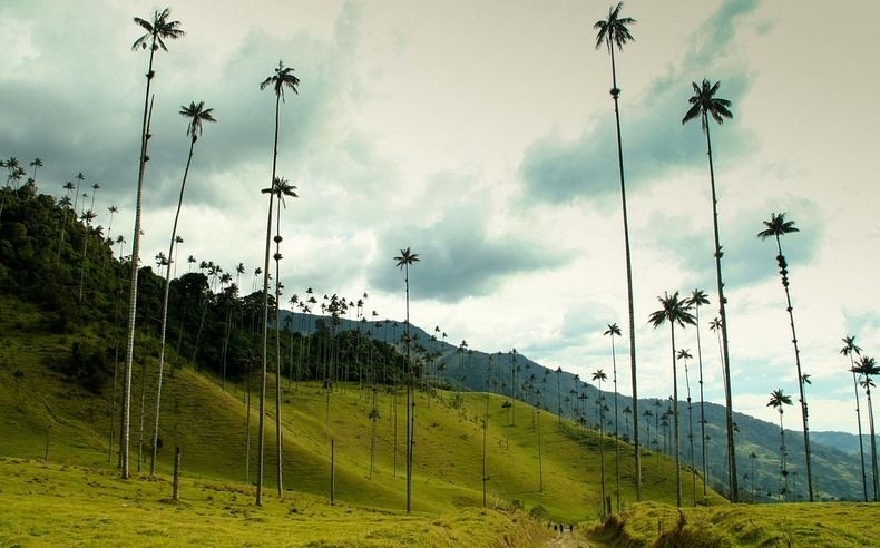 Долина самых высоких пальм - «Долина Кокора» (Valle de Cocora), Колумбия