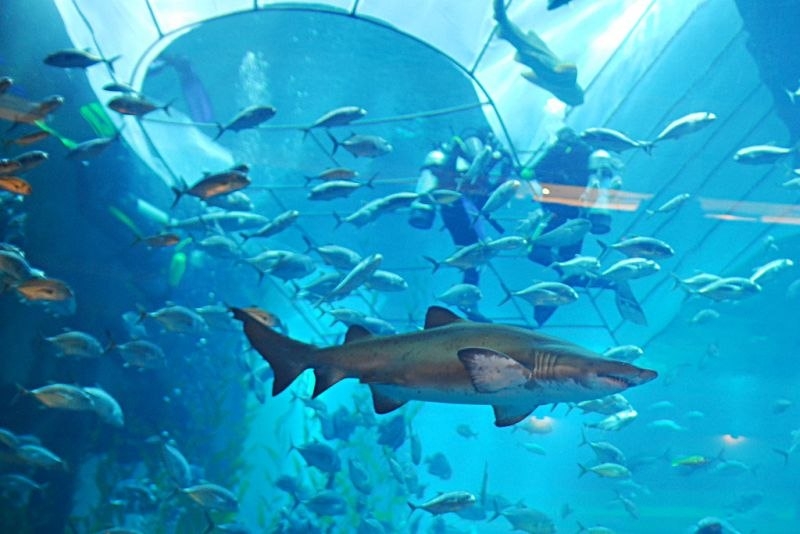 Огромный аквариум - Dubai Mall Aquarium, Дубай (ОАЭ)