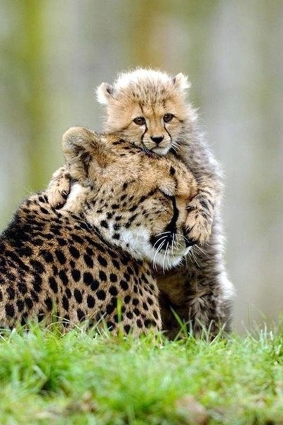 Малыш-леопард с мамой