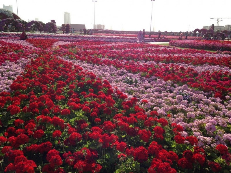 Dubai Miracle Garden: чудо-сад на песках (АОЭ)