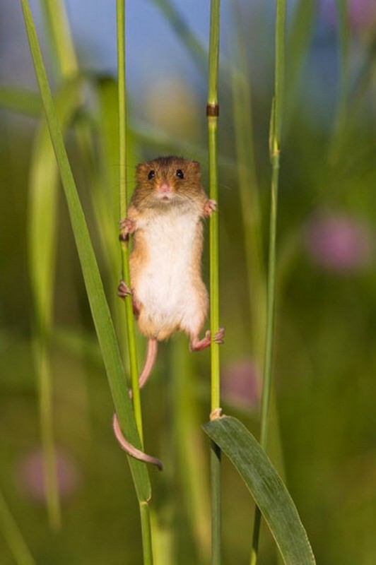 Тайная жизнь полевой мыши
