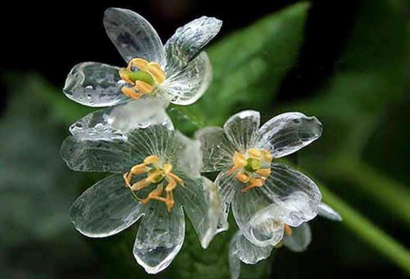 Этот удивительный цветок становится прозрачным во время дождя