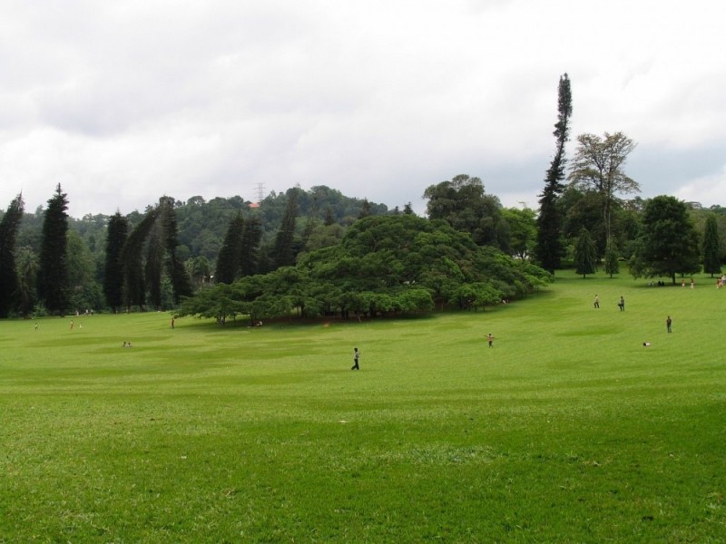 Королевский Ботанический Сад, Шри-Ланка 8