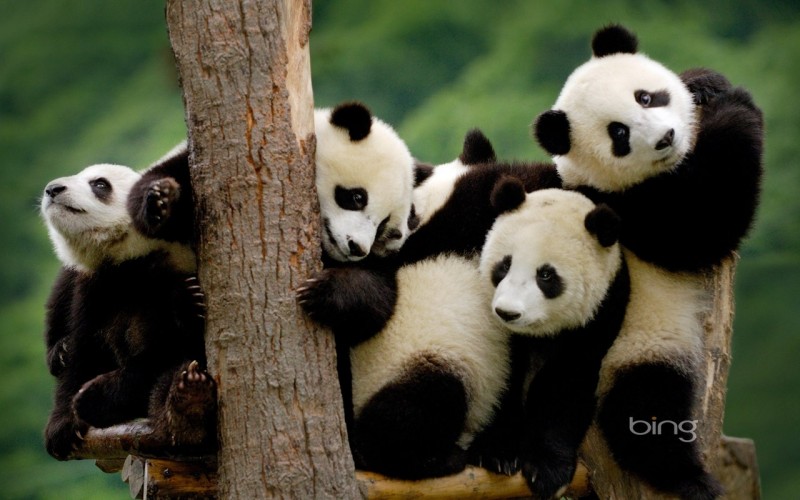 Панда как резервная валюта Китая
